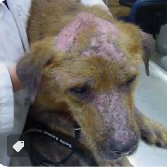 🥶 ❄️🧊BRING IN PETS INSIDE IN FRIGID TEMPS!! BESIDES, ITS THE LAW!!🙏🐕🐈‍⬛🐇🐈 - Picture 11 of 14